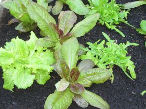 lettuce in garden